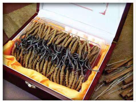 婺源冬虫夏草回收